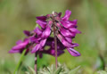 Blume