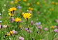Blume gelb