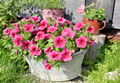 Blumentopf