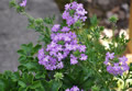 Blumen