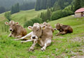 Alpvieh
